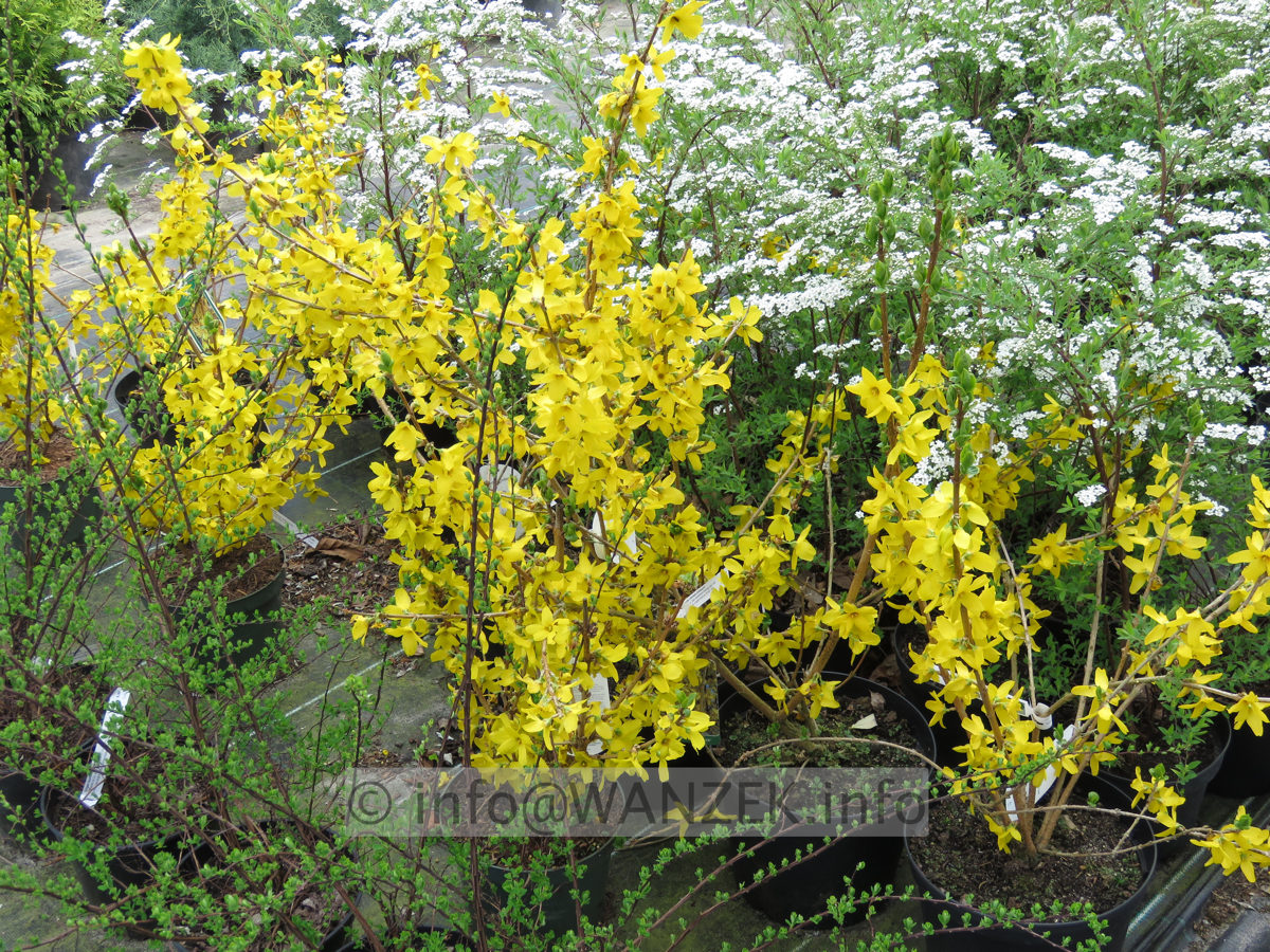 Forsythia intermedia Goldrausch 08.JPG